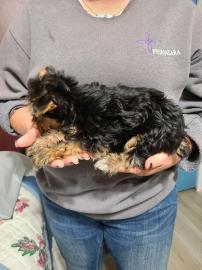 sch?ne Teetasse von Yorkie-Welpen