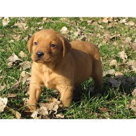 Top Labrador welpen (VDH)