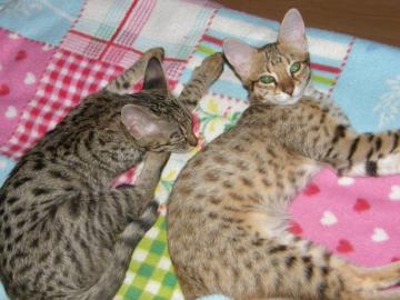 Savannah Katzenbabys F3C (2 M�dchen)