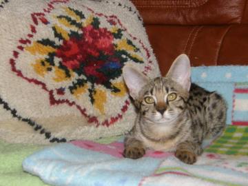 Savannah Katzenbabys F3C (2 M�dchen)