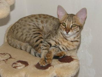 Savannah Katzenbabys F3C (2 M�dchen)