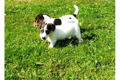 Jack Russell Terrier Welpen