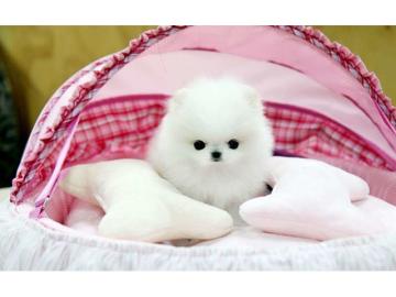 Pomeranien Welpen