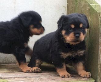 Reinrassige Rottweiler-Welpen