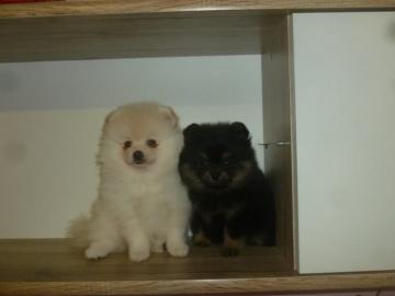 Pomeranian Zwergspitz wei? Mini