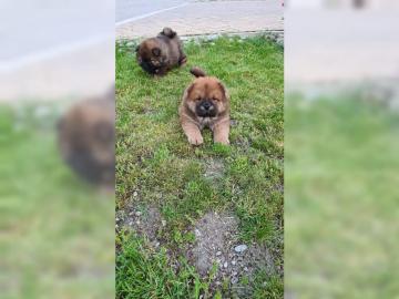 Chow Chow Welpen suchen neues Zuhause