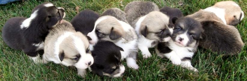 Pembrook Walisercorgi Welpen zu verkaufe