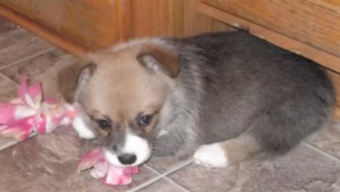 Pembrook Walisercorgi Welpen zu verkaufe