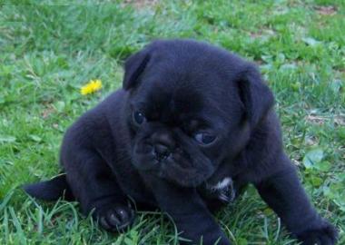 Mops Welpen (R�de und H�ndin)