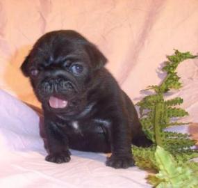 Mops Welpen (R�de und H�ndin)