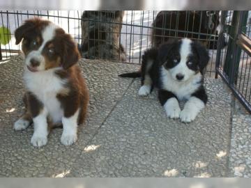 Australian Sheperd Welpen
