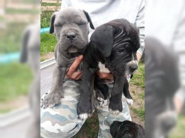 Cane Corso Italiano Welpen