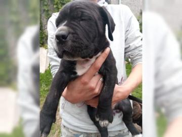 Cane Corso Italiano Welpen