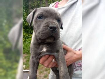 Cane Corso Italiano Welpen