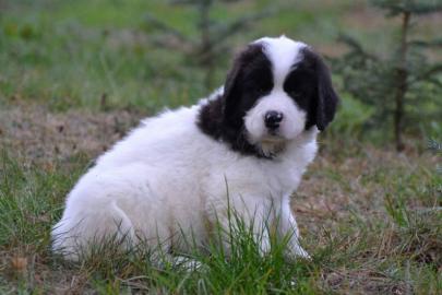 Landseer verkaufe Welpen mit Stammbaum
