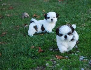 M�nnliche und weibliche Shih Tzu Welpe