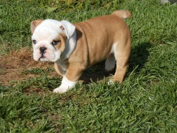 Kleine s�sse  Englische Bulldoggen Welpe