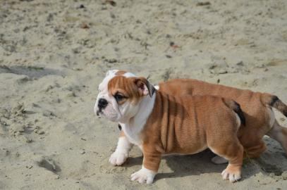 Kleine s�sse  Englische Bulldoggen Welpe