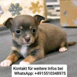 s��e MINI chihuahua welpen mit Papieren