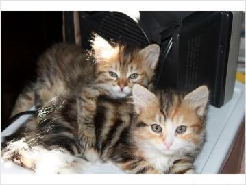 Allergikerfreundliche Siberian K�tzchen