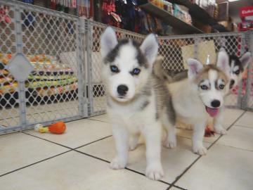 s��e Pomsky Welpen