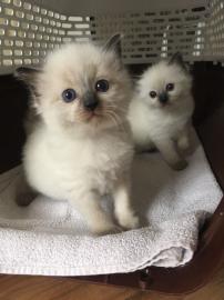 Sch?ne Ragdolls K?tzchen