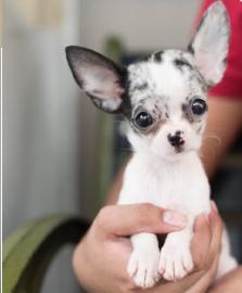 MINI FCI CHIHUAHUA WELPEN 265 EUR