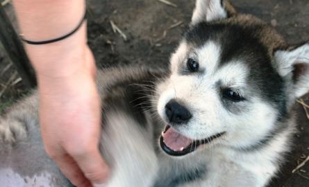 Siberian Husky Welpen