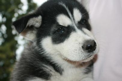 Siberian Husky Welpen