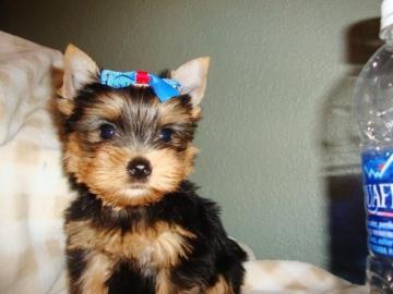 Total s�sse Yorkshire Terrier Welpen