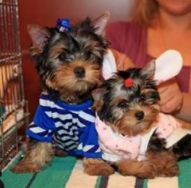 Total s�sse Yorkshire Terrier Welpen