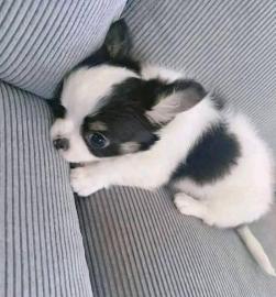 Bezaubernde Chihuahua-Welpen suchen ein