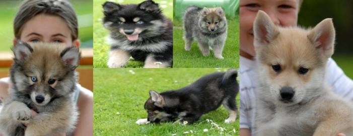 Pomsky Welpen