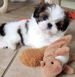 Shih Tzu Welpe. 