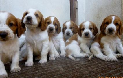 Welpen Welsh Springer Spaniel