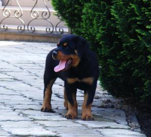 Wundersch�ne Rottweiler Welpen suchen. . . 