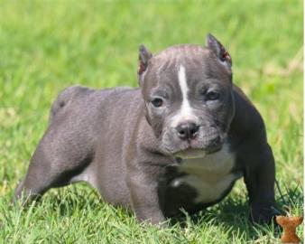 Pitbull blueline welpen abzugeben