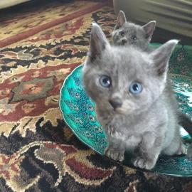 Russian Blue K?tzchen