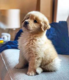Sch�ne golden retriever-Welpen f�r die R
