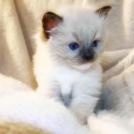 RAGDOLL KATZCHEN