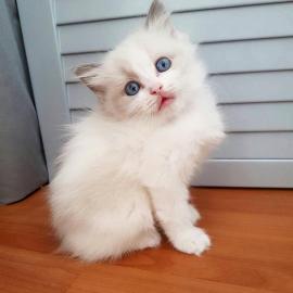 RAGDOLL KATZCHEN