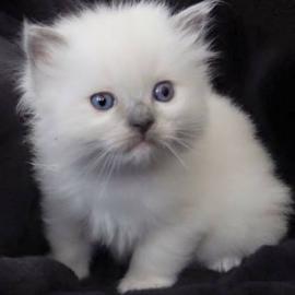 RAGDOLL KATZCHEN