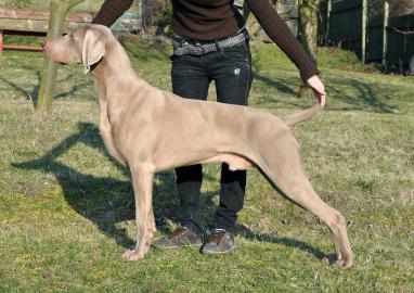 Weimaraner Deckr�de (Brno � CZ)
