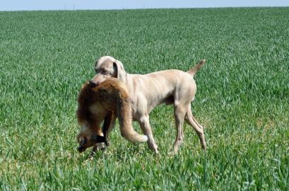 Weimaraner Deckr�de (Brno � CZ)