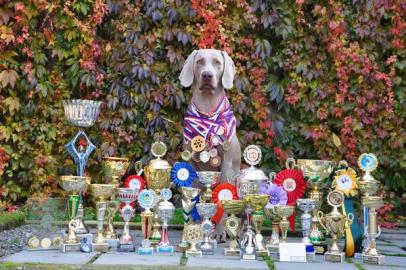 Weimaraner Deckr�de (Brno � CZ)