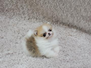 Pomeranian-WhatsApp:+491631058457