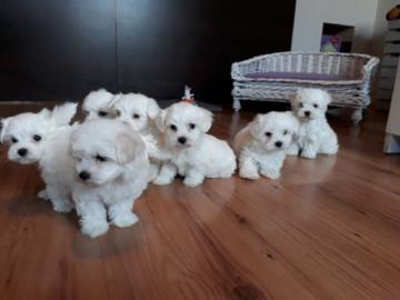 Malteser Miniaturwelpen, m�nnlich und we