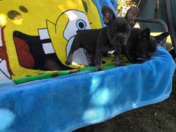 Franzosische Bulldogge Welpen