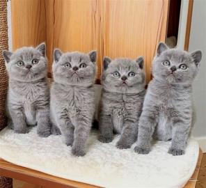 Liebevolle Britisch Kurzhaar K�tzchen Ka