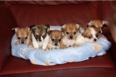 Super s��e MINI chihuahua welpen mit Pap